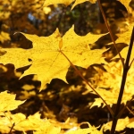 Философские аспекты игрового опыта Wild West Gold Megaways