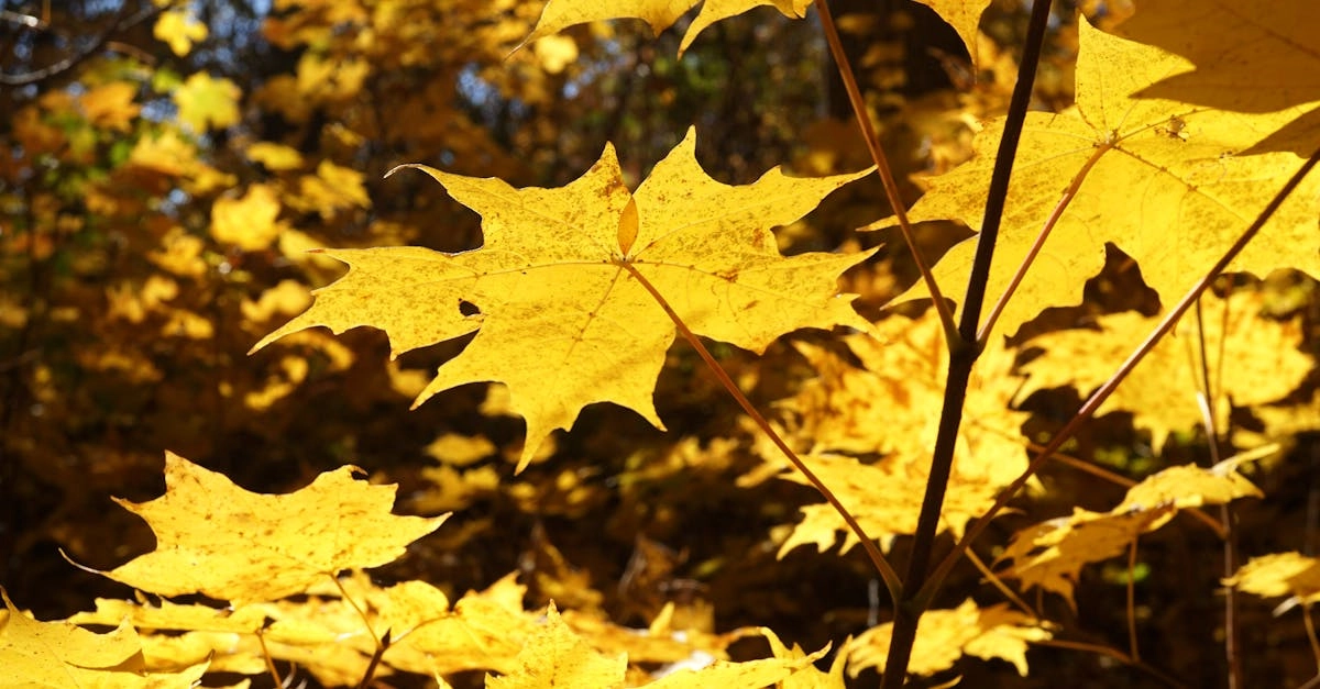 Философские аспекты игрового опыта Wild West Gold Megaways